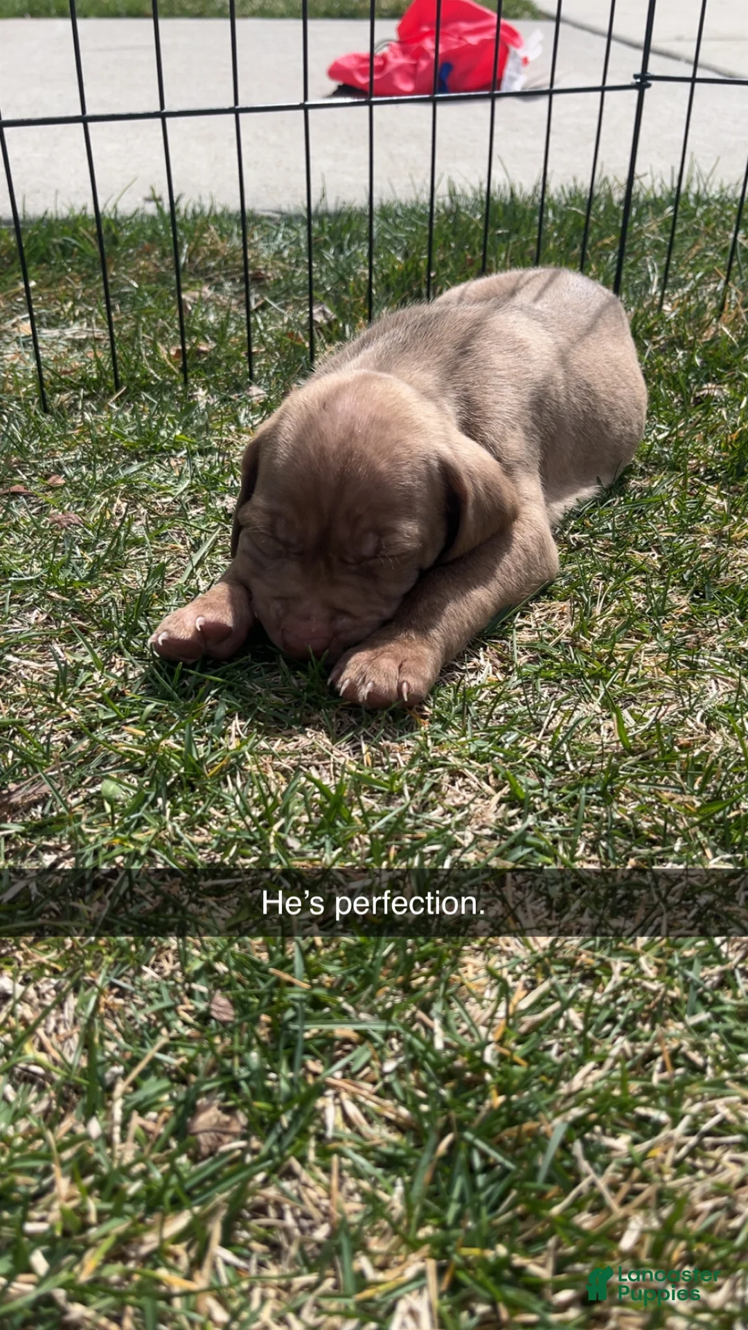 Mixed Breed dogs for sale: Boy- Puppy 6 - Ad 1