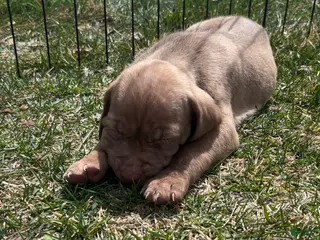 Mixed Breed dogs Boy- Puppy 6 - Ad 30