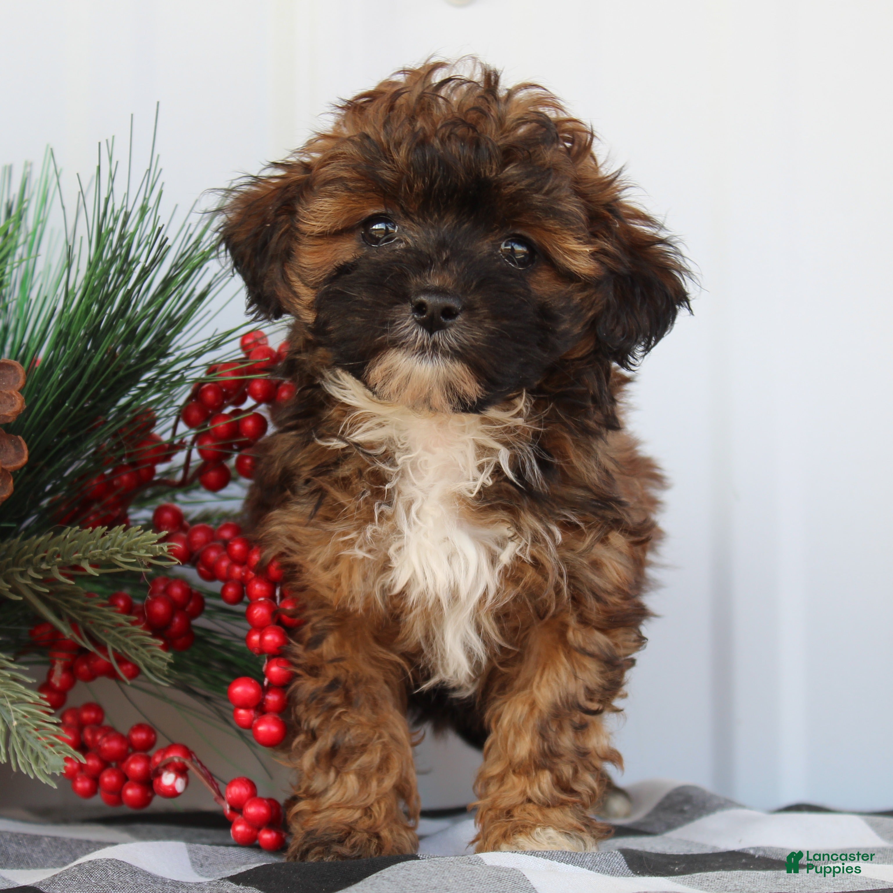 Shihpoo dogs Sunshine - F1 - Ad 25