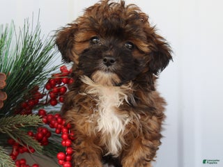 Shihpoo dogs Sunshine - F1 - Ad 15