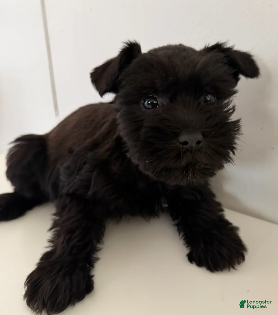 Miniature Schnauzer dogs for sale: Florence - Ad 1