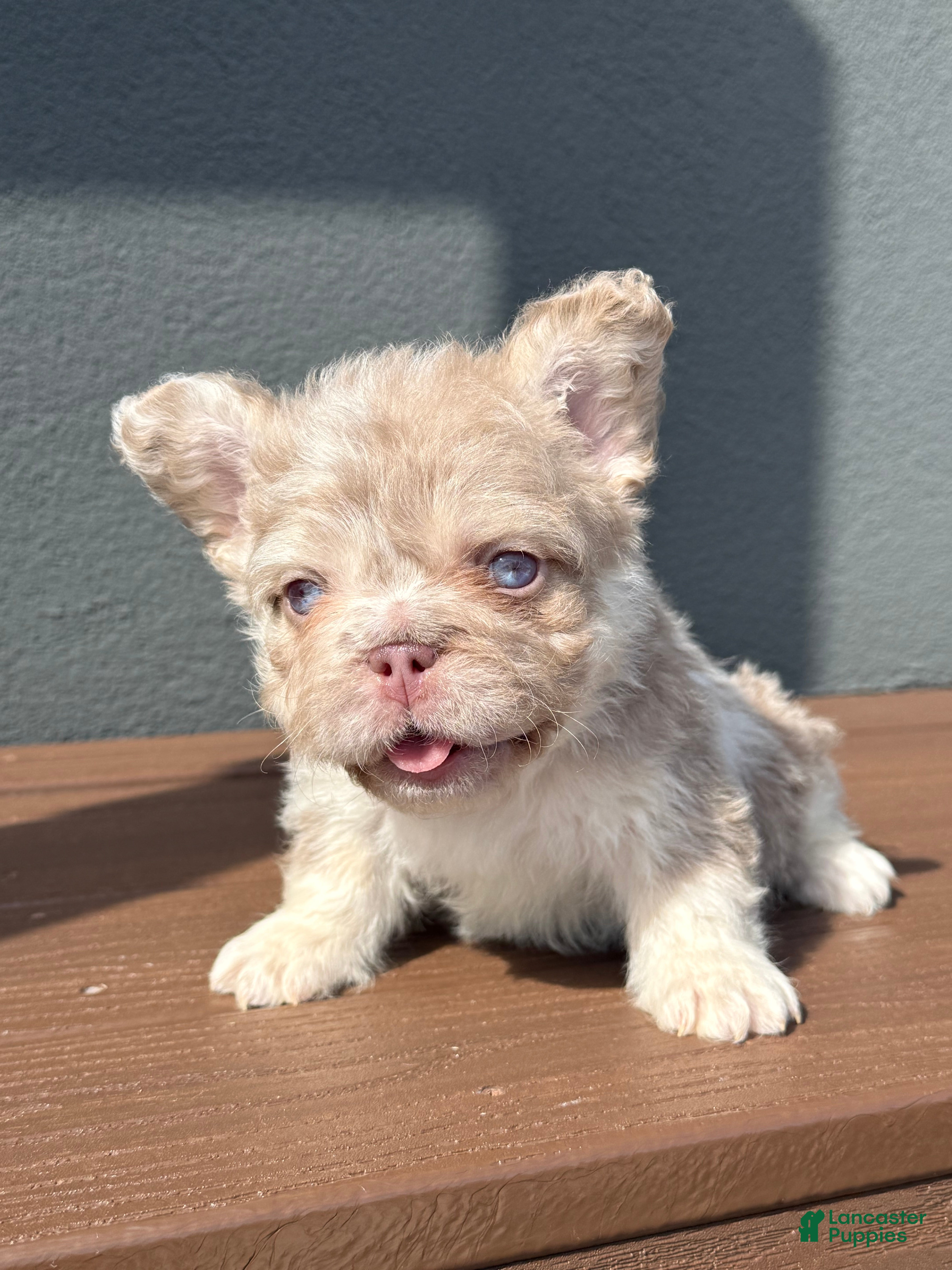 French Bulldog dogs for sale: French Bulldog 4 - Ad 11