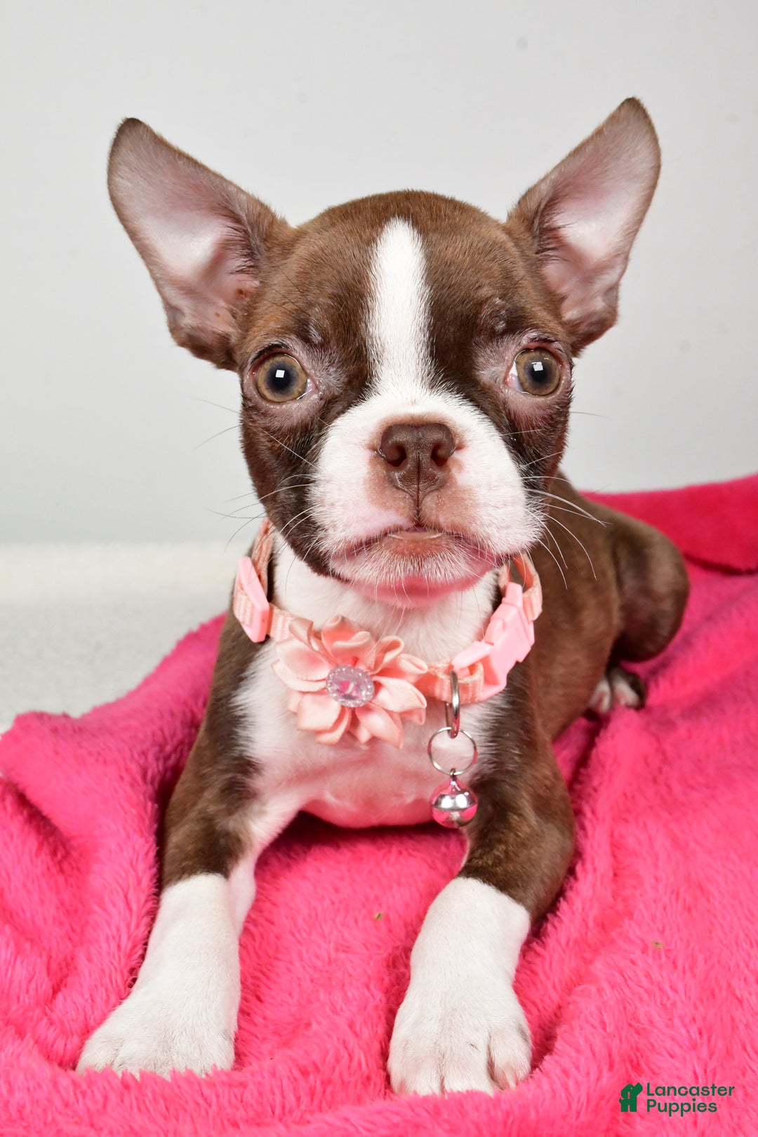 Boston Terrier dogs for sale: Ramona - Ad 4