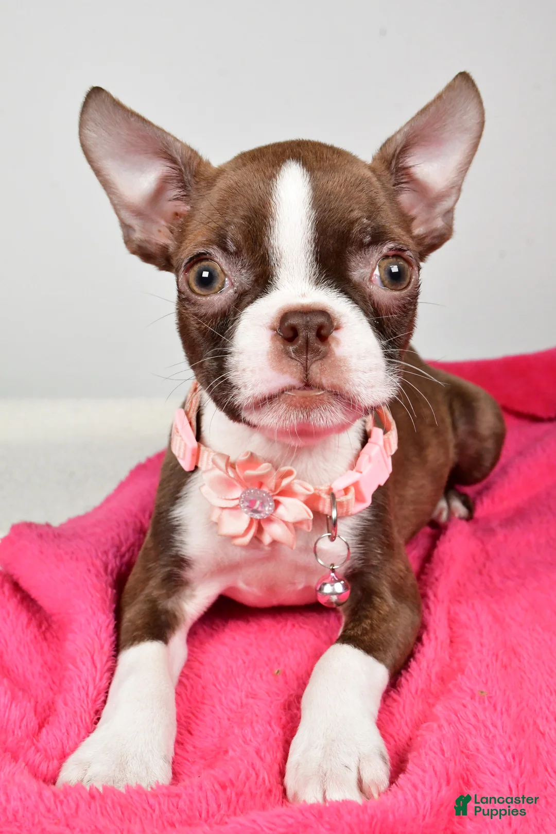 Boston Terrier dogs for sale: Ramona - Ad 4