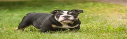 English Bulldog dogs for sale: Amelia - Ad 6