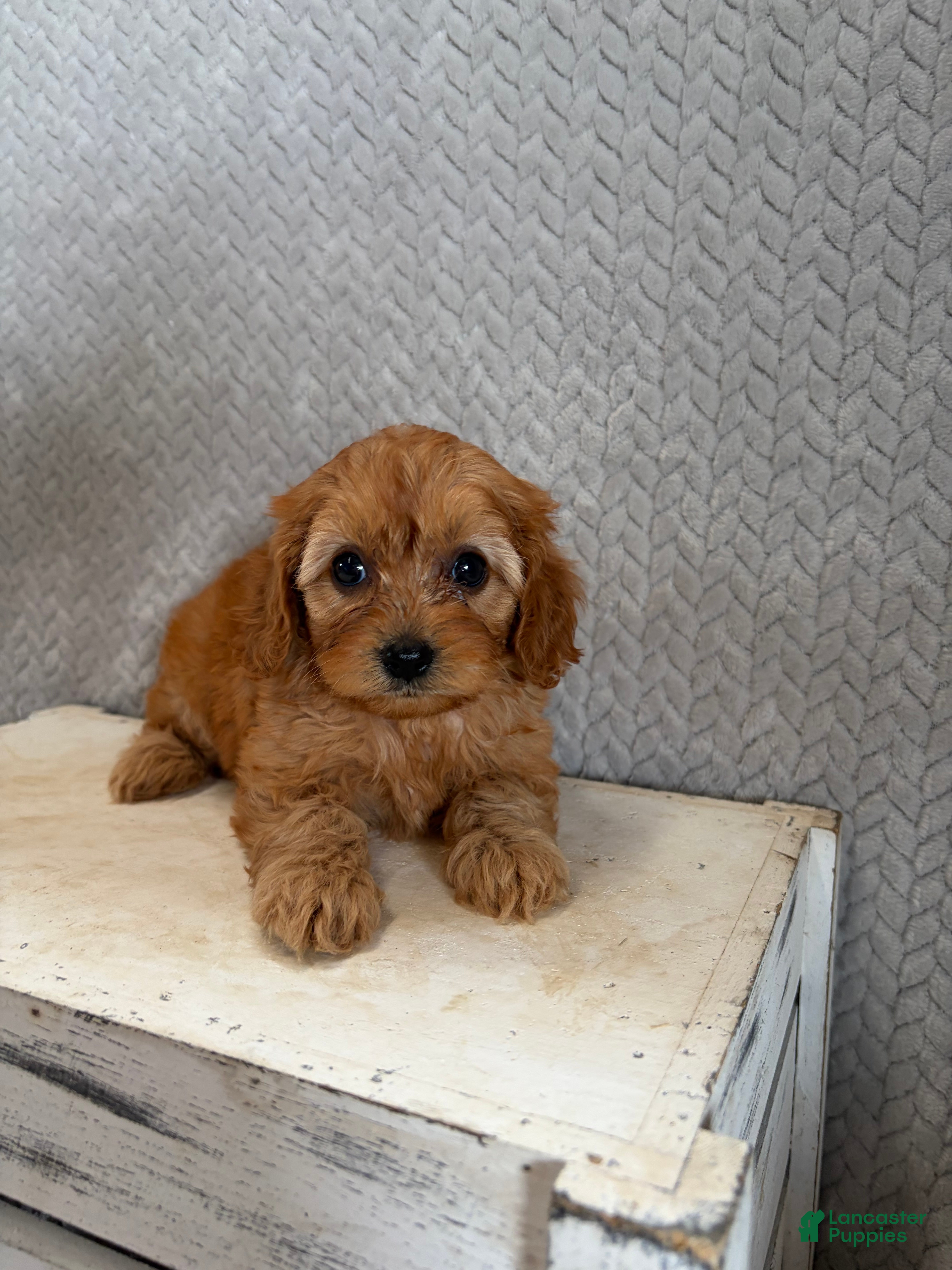 Cavapoo dogs Macy - Ad 2