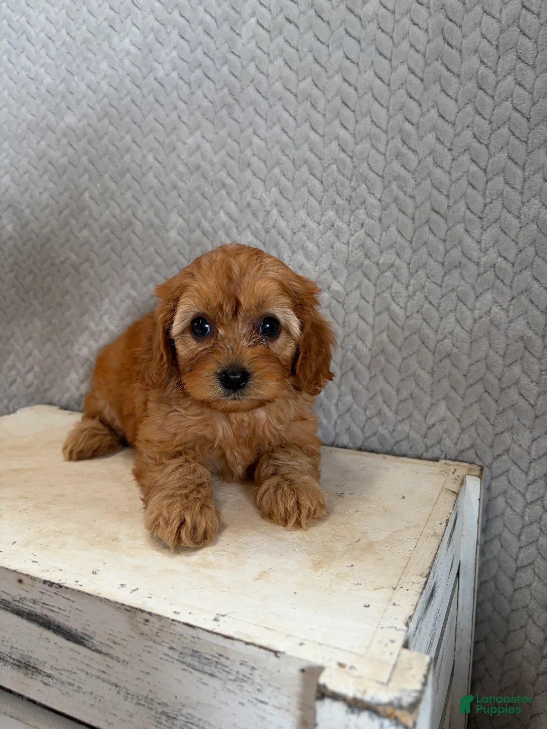 Cavapoo dogs for sale: Macy - Ad 2