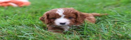 Cavapoo dogs for sale: Wilma - Ad 7