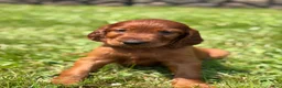 Irish Setter dogs for sale: Yellow collar  - Ad 4