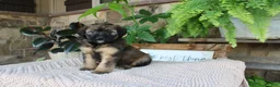 Whoodle dogs for sale: Lisa - Ad 3