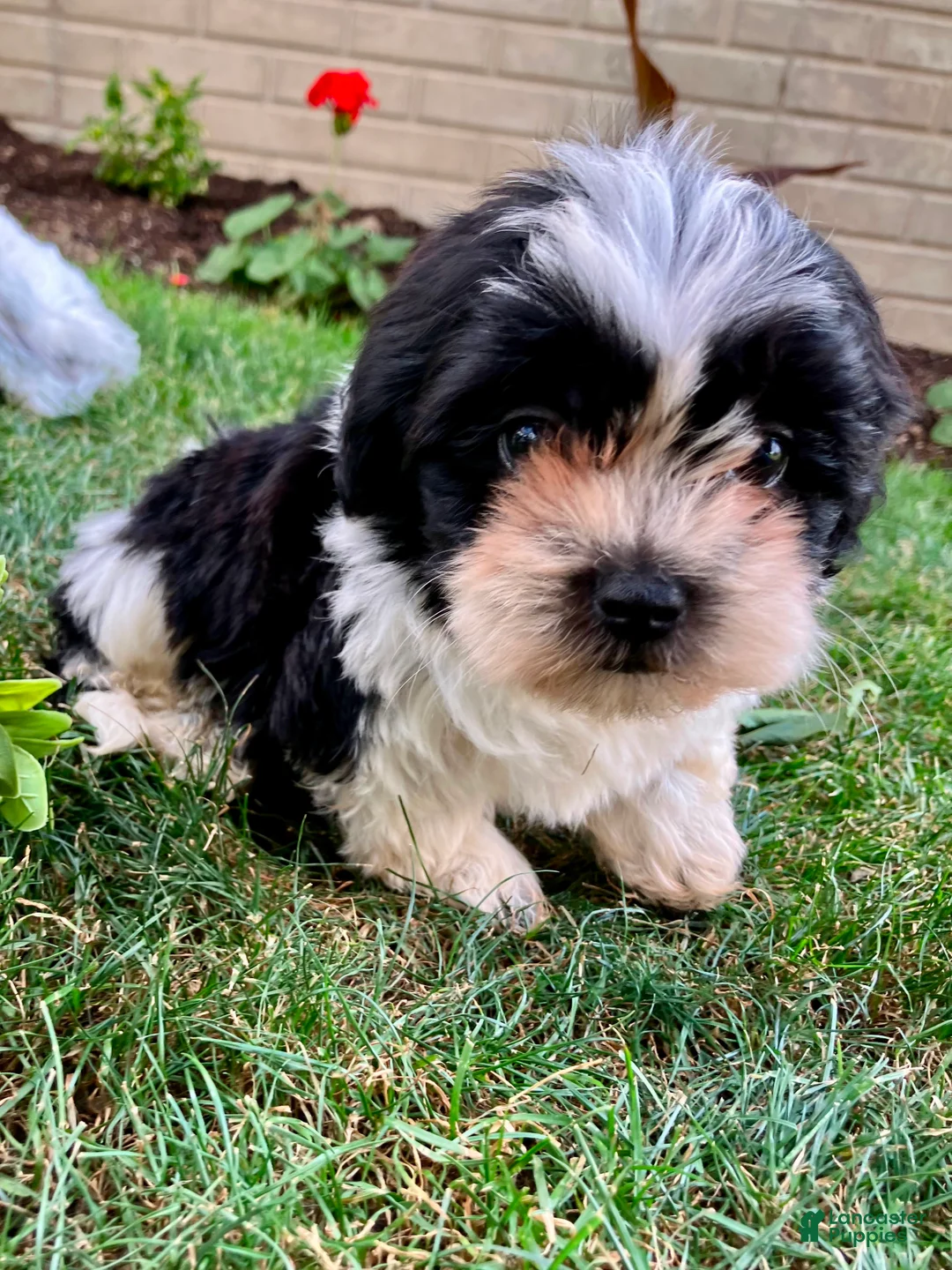 Teddy Bear dogs for sale: Camilla - Ad 13