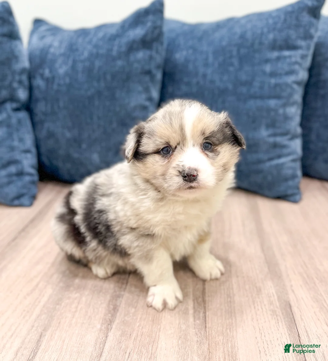 Australian Shepherd dogs for sale: Monty - Ad 3