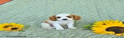 Cavalier King Charles Spaniel dogs for sale: Bennet - Ad 2