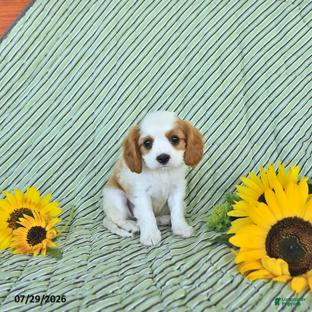Cavalier King Charles Spaniel dogs for sale: Bennet - Ad 2