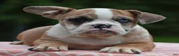 Mixed Breed dogs for sale: Willow mini bulldog hybrid  - Ad 3