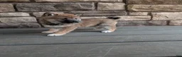 Shiba Inu dogs for sale: Toby - Ad 3