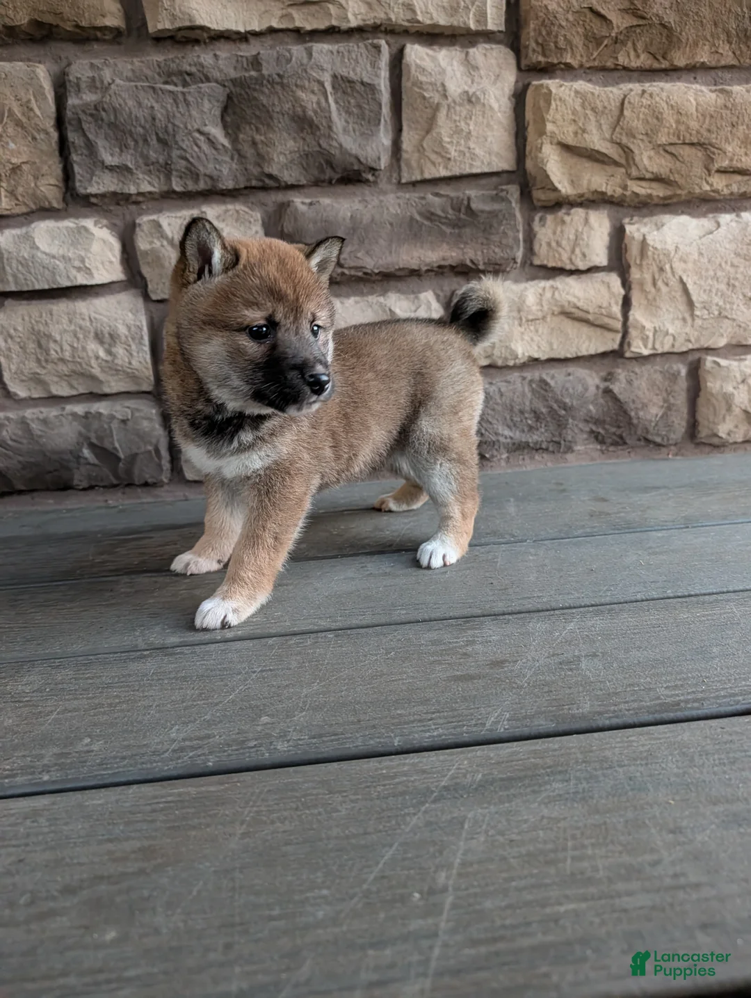Shiba Inu dogs for sale: Toby - Ad 3