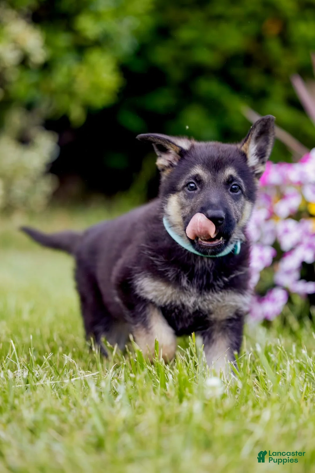 German Shepherd dogs for sale: Roxy - Ad 1