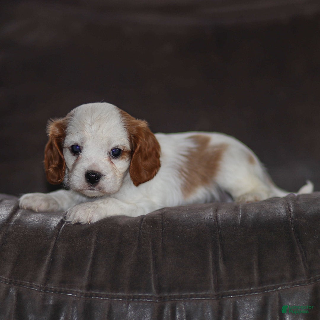 Cavalier King Charles Spaniel dogs for sale: Max - Ad 3