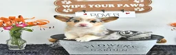 Welsh Corgi Pembroke dogs for sale: Rover - Ad 4