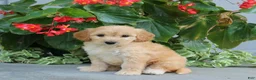 Mini Goldendoodle dogs for sale: Flora - Ad 3