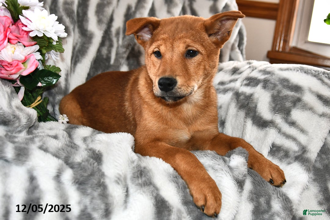 Mixed Breed dogs for sale: Tootsie - Ad 4