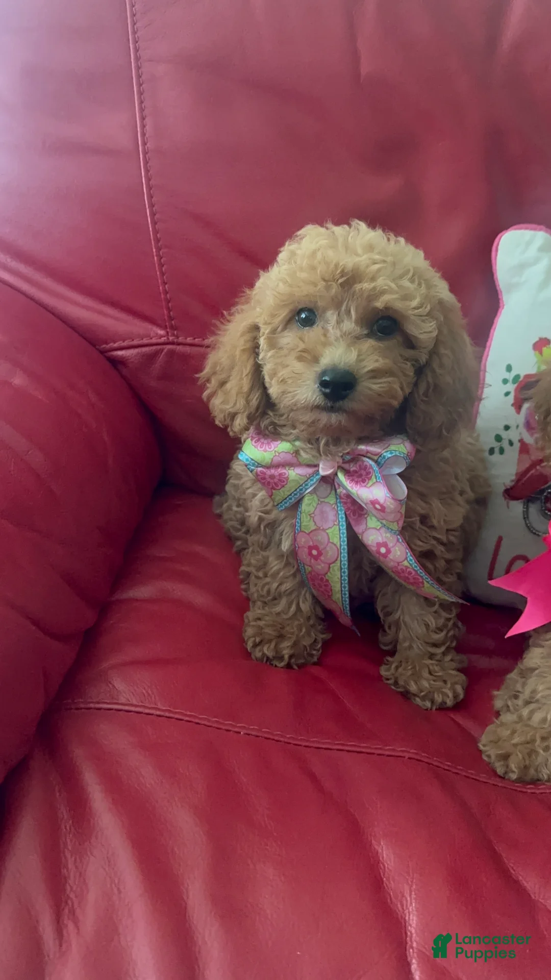 Miniature Poodle dogs for sale: Miniature Poodle 2 - Ad 2
