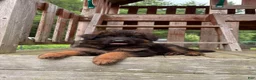 German Shepherd dogs for sale: Gracie - Ad 7