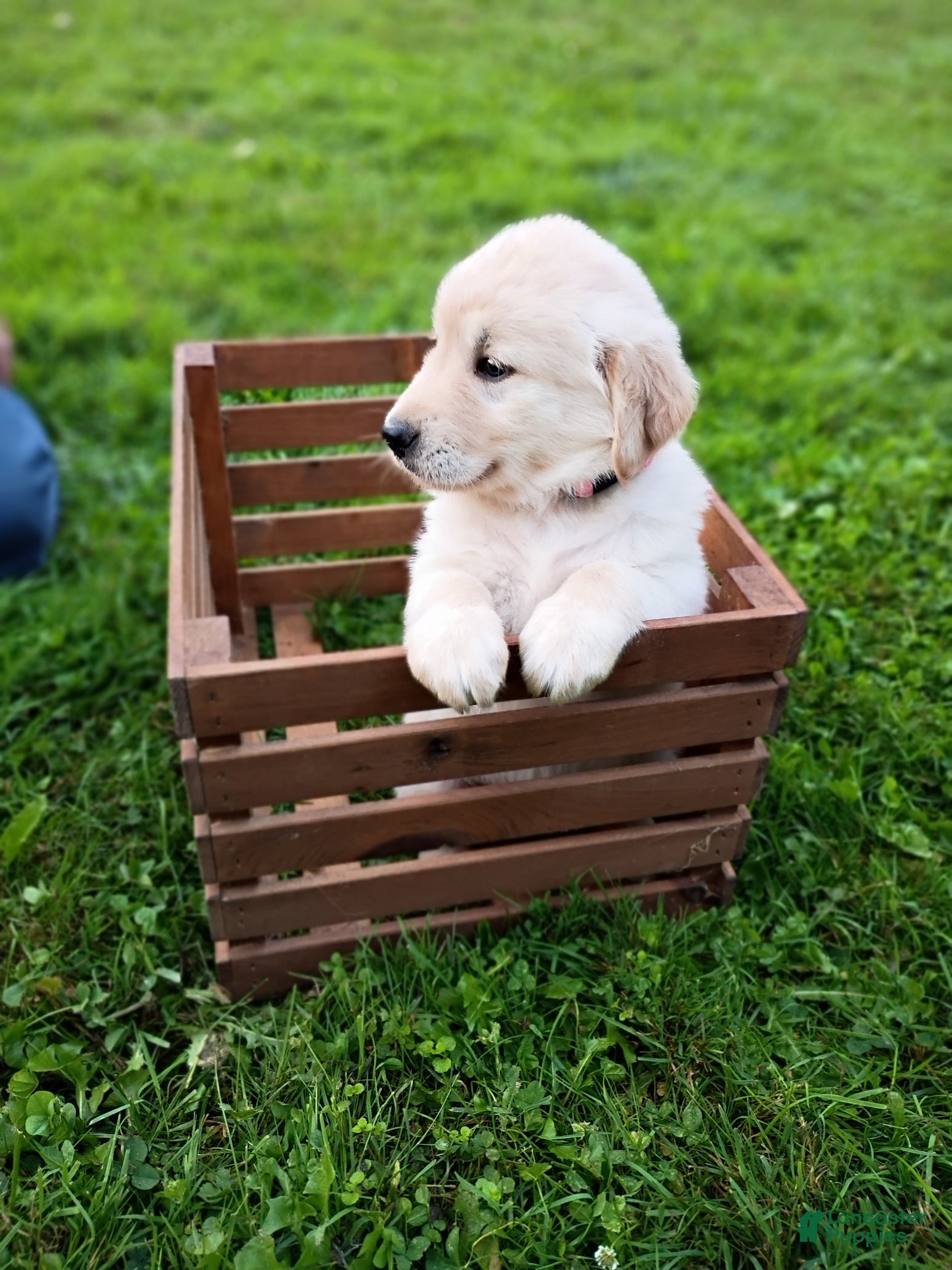 Golden Retriever dogs Golden Retriever 5 - Ad 1