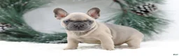 French Bulldog dogs for sale: Kallie - Ad 1