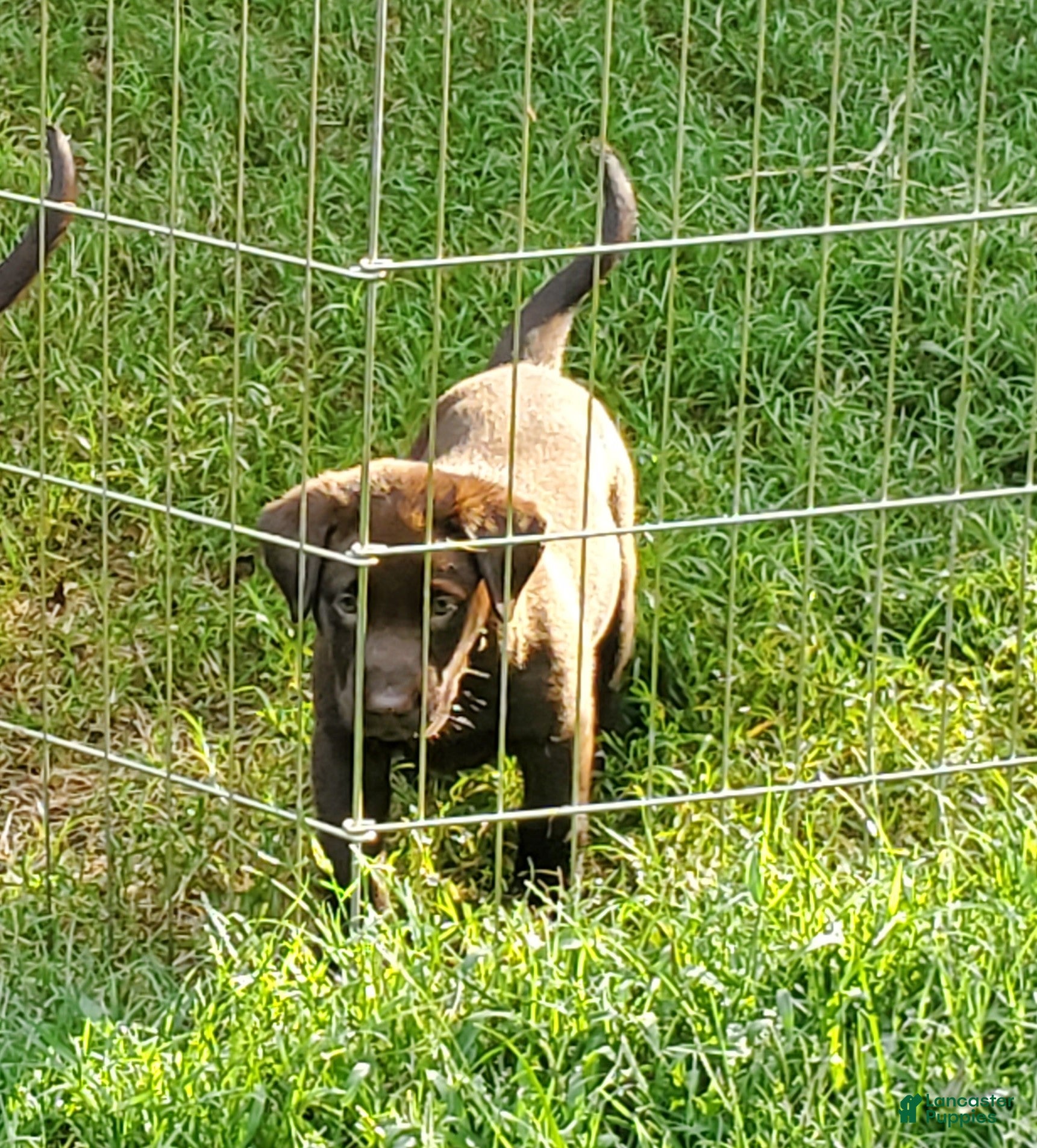 Labrador Retriever dogs Rocko - Ad 37