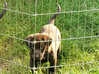 Labrador Retriever dogs Rocko - Ad 37