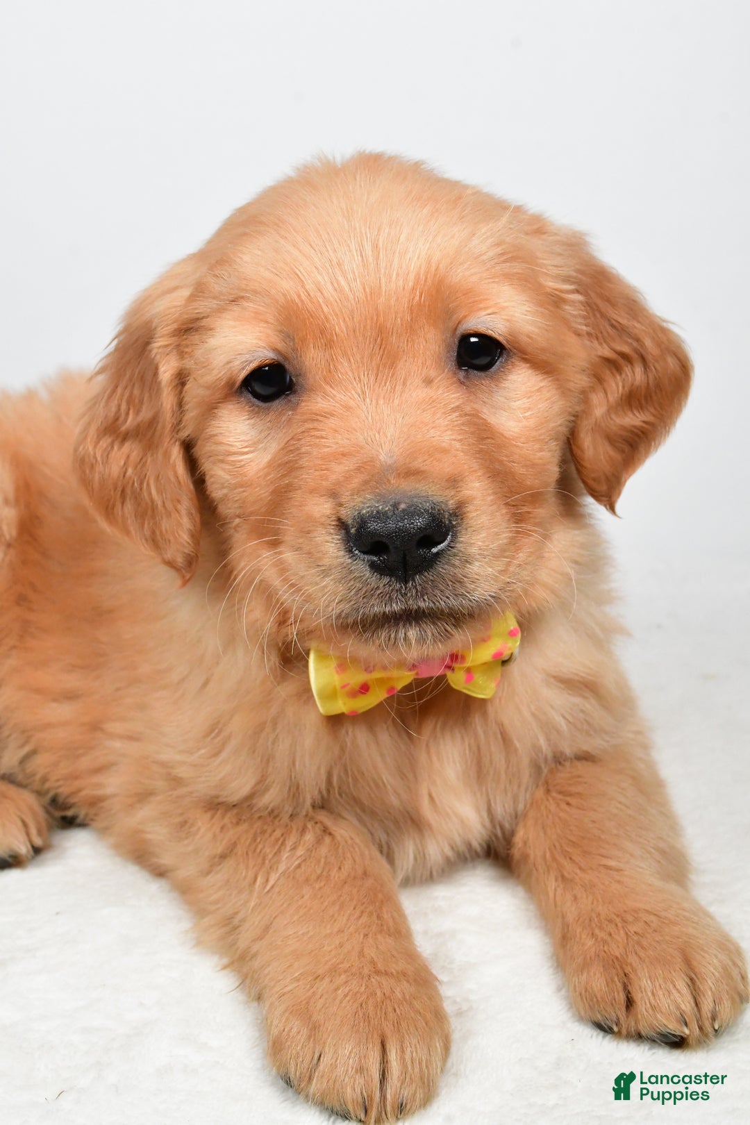 Golden Retriever dogs for sale: Kobe - Ad 5