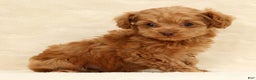 Cockapoo dogs for sale: Carson - Ad 2