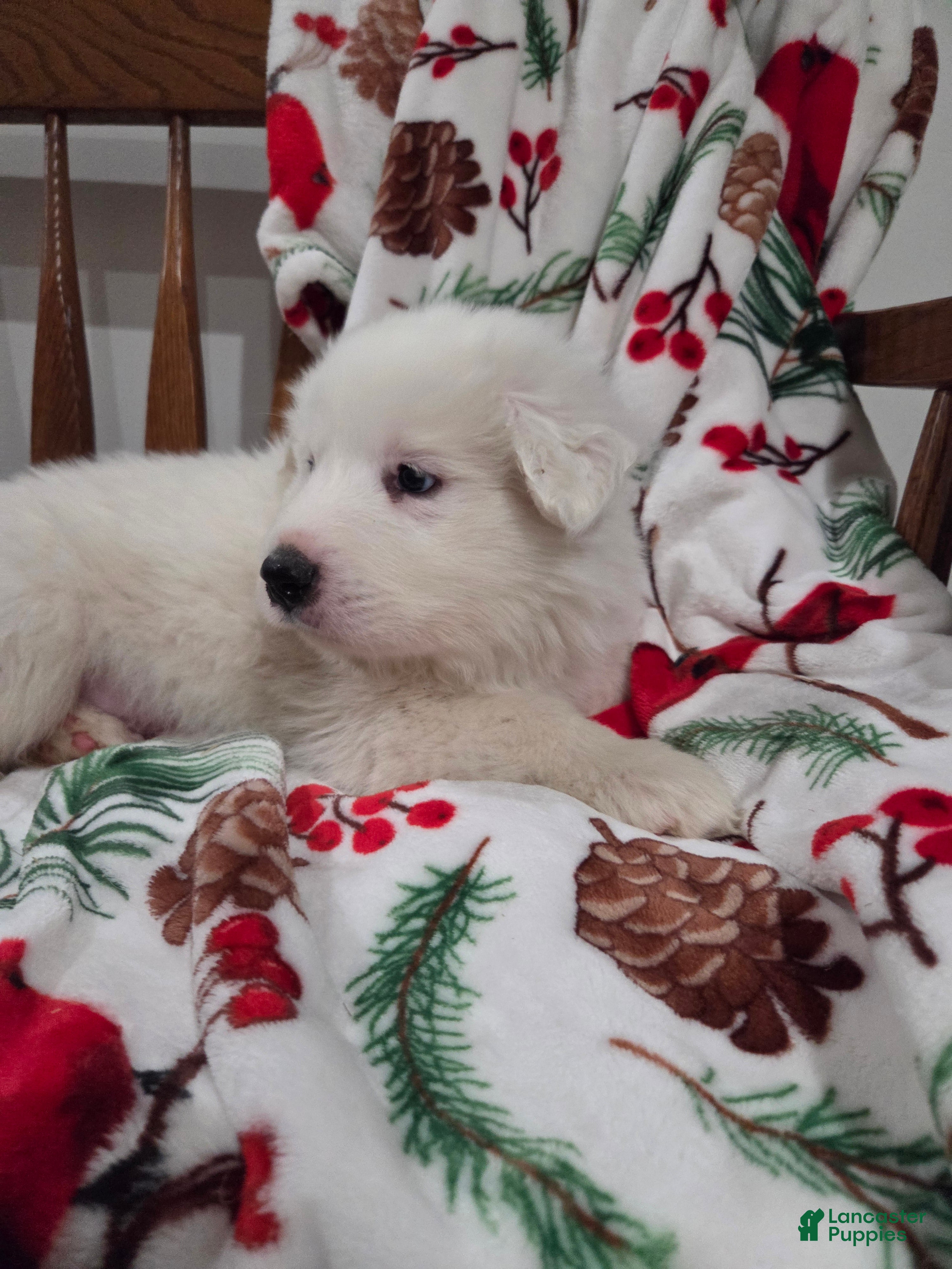 Great Pyrenees dogs Polar - Ad 2