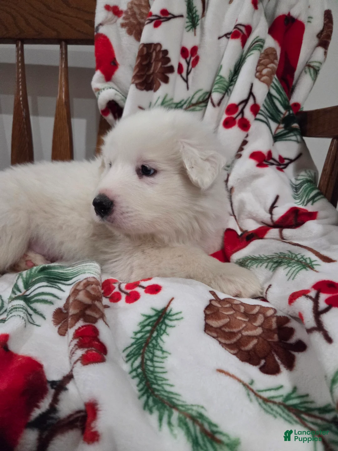 Great Pyrenees dogs for sale: Polar - Ad 2