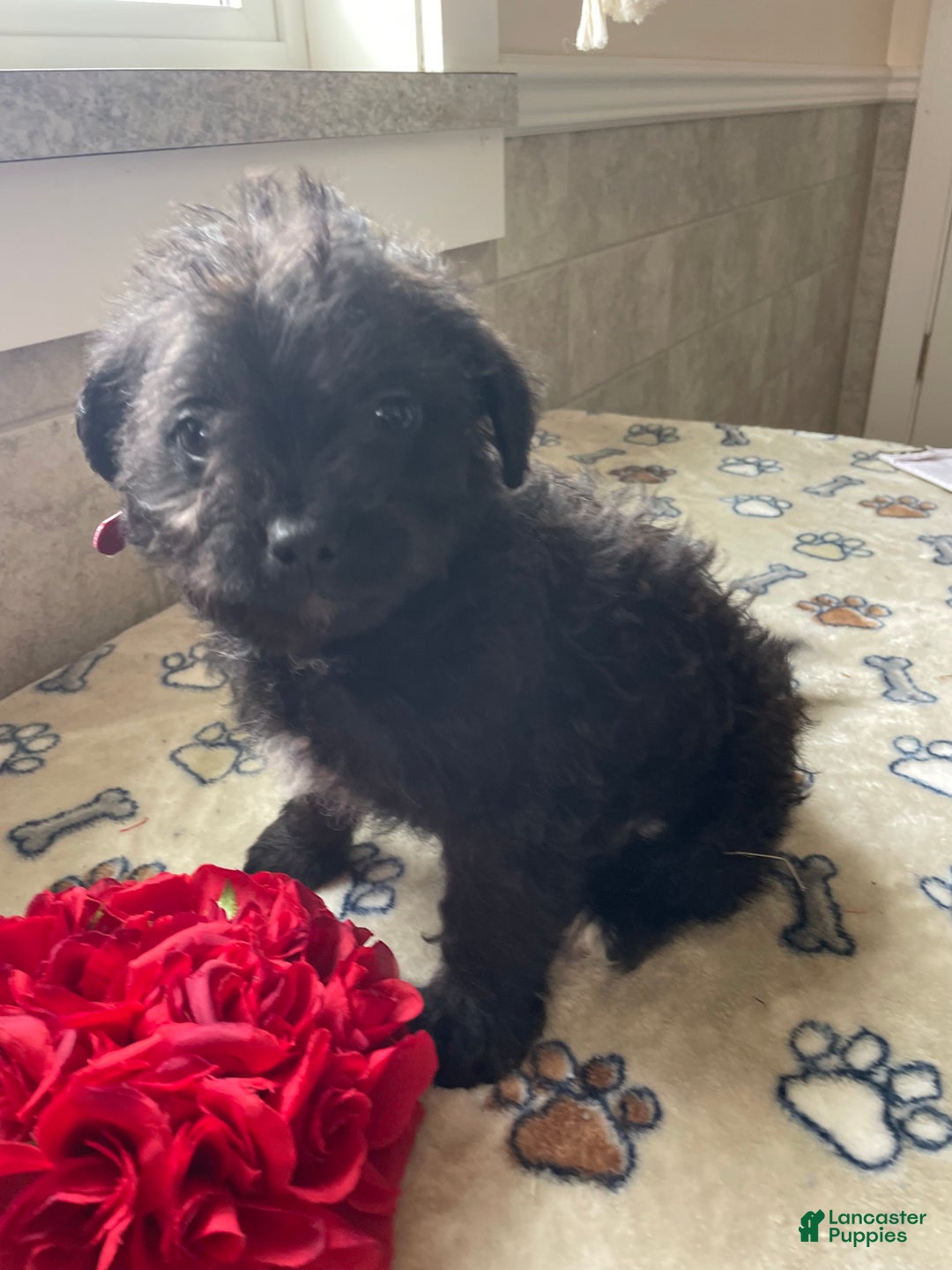 Mixed Breed dogs for sale: Sprout - Ad 1