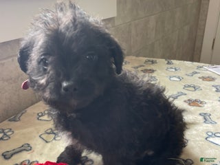 Mixed Breed dogs Sprout - Ad 10