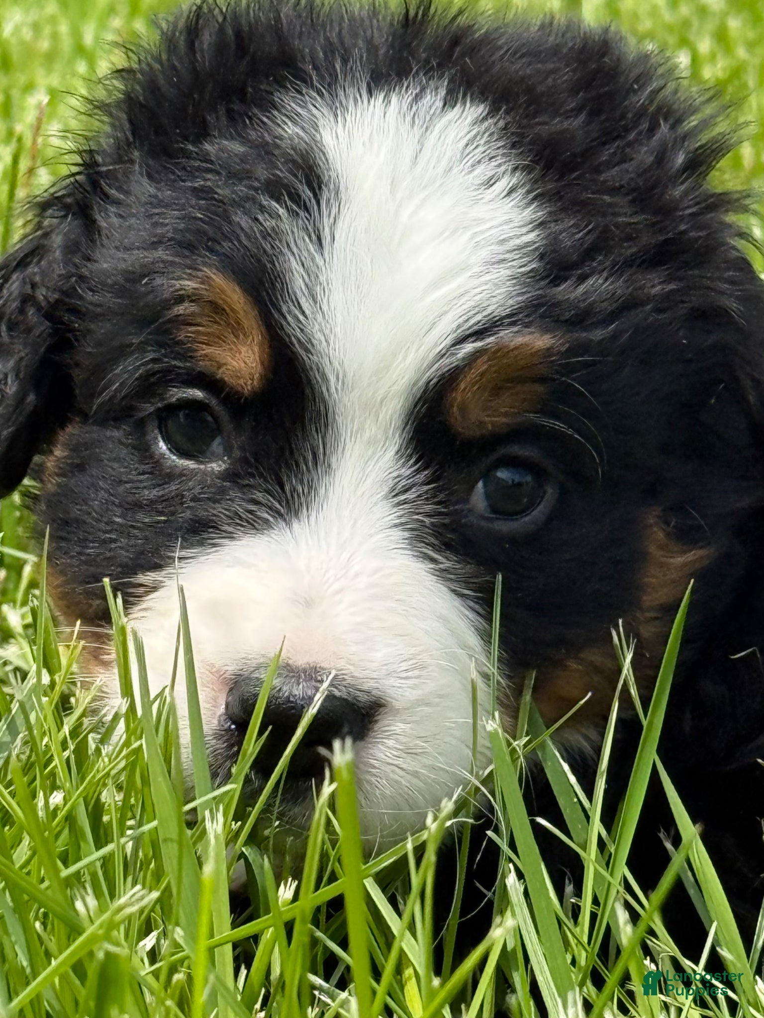 Bernese Mountain Dog dogs Ms yellow Bernese Mountain Dog Puppy 7 - Ad 40