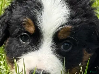 Bernese Mountain Dog dogs Ms yellow Bernese Mountain Dog Puppy 7 - Ad 21