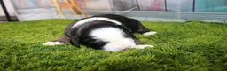 Miniature Australian Shepherd dogs for sale: Jubilee - Ad 10