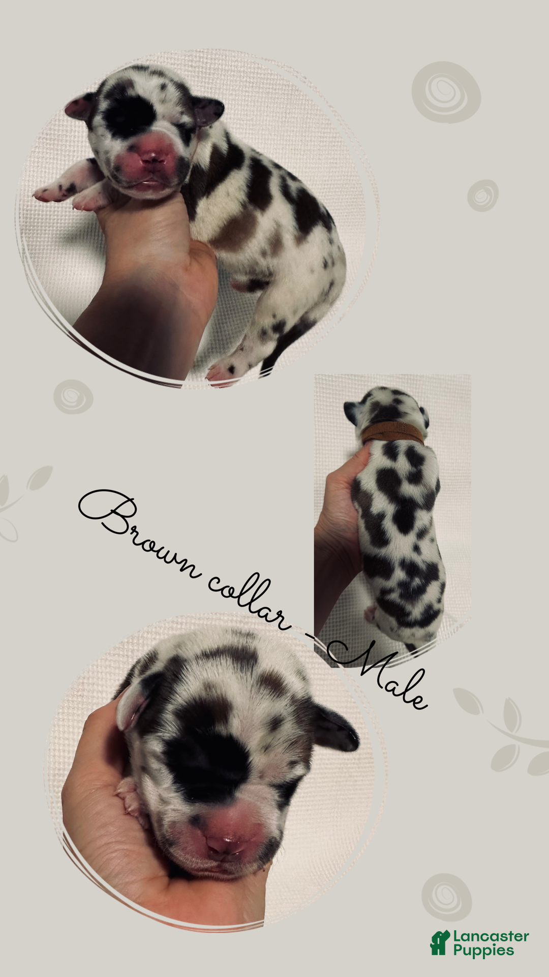 Great Dane dogs for sale: Brown/Black Collar - Ad 4