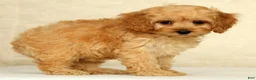 Cockapoo dogs for sale: Pumpkin - Ad 5