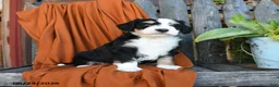 Bernedoodle dogs for sale: Quilla - Ad 4