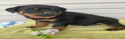 Rottweiler dogs for sale: Dozer - Ad 2