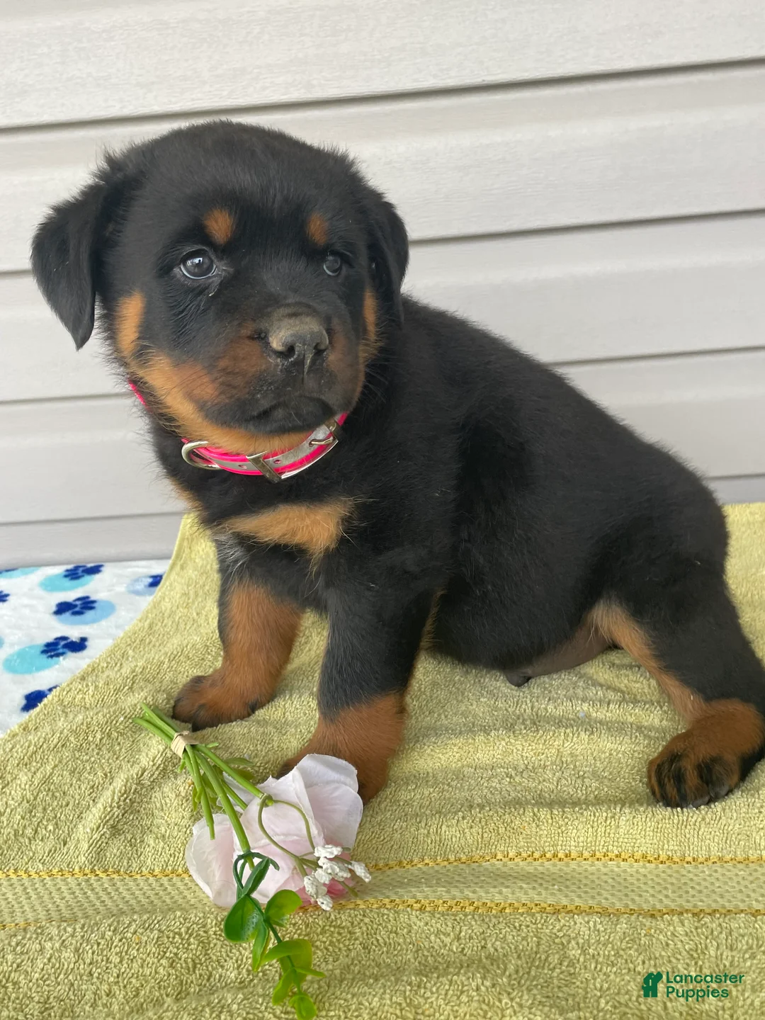 Rottweiler dogs for sale: Dozer - Ad 2