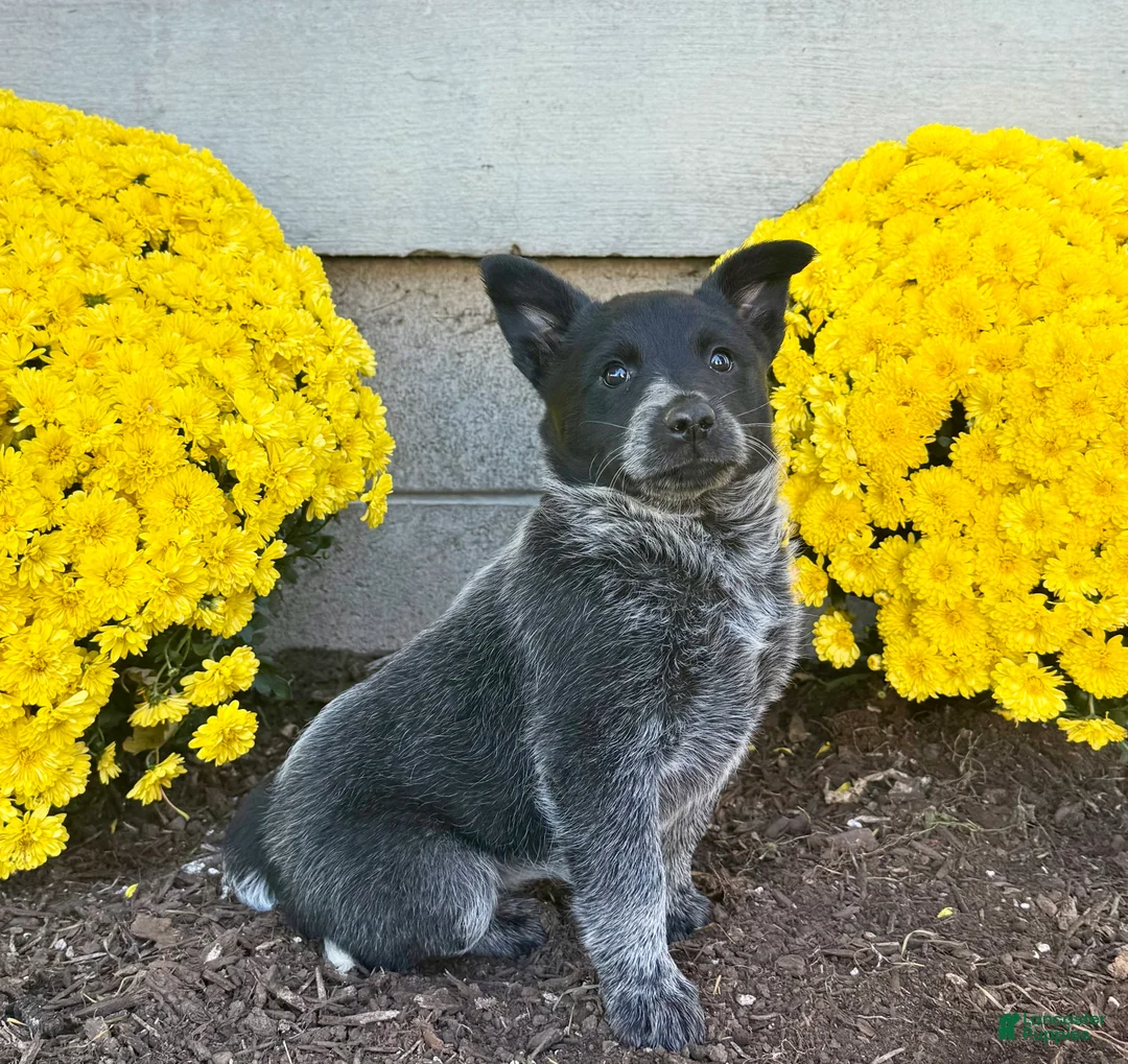 Australian Cattle Dog dogs for sale: Daisy  - Ad 2