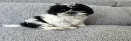 Shih Tzu dogs for sale: Laney - Ad 4
