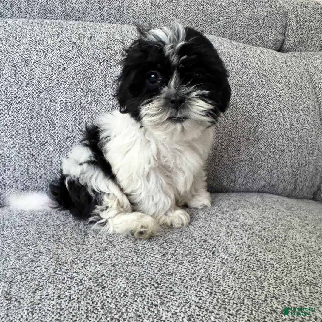 Shih Tzu dogs for sale: Laney - Ad 4