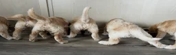 Double Doodle dogs for sale: River - F2 Double Doodle - Ad 28